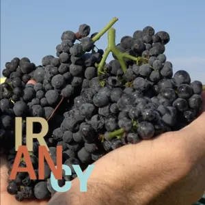 Bienvenue en Irancy