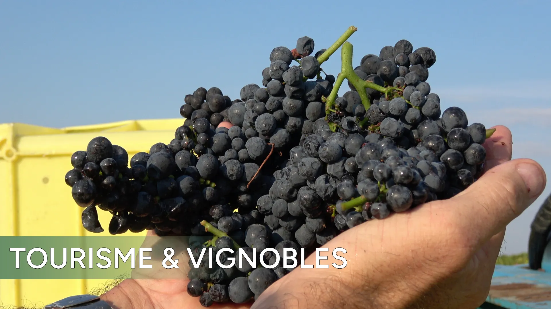 Tourisme et Vignobles
